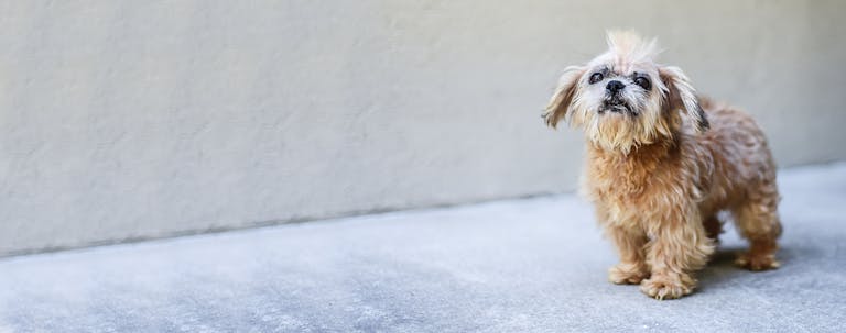 How to Train a Small Dog Operant Conditioning